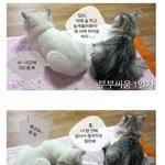 [고양이 이야기] 흔한 부부<b>싸움</b>