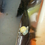 이게 게일까요? <b>거미</b>일까요?
