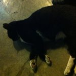 까만 고양이 주인 찾아요.