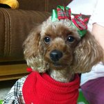 **4살 꼬맹이 시크한 푸들 <b>해피</b>를 소개합니다**