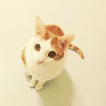 고양이 '우주'의 예쁜 눈에 문제가 생겼어요. 도와주세요.
