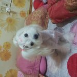 <b>울</b><b>집</b>말티만두