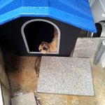 골든리트리버 <b>순금</b>