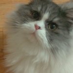 울콩이..페르시안..ㅎㅎ^^