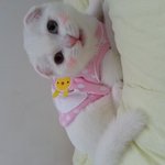 폴드)우리<b>집</b>이쁜<b>이</b>5