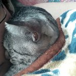 냥판) 지기지기 따식이 이야기, 5