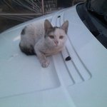 [고양이 자매]한 번 보면 빠질 수 밖에 없는 뽀찡이