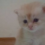 [<b>제르</b>판]개냥이를 아세요?