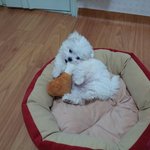 우리 <b>제제</b>입니다