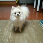 포메라니안수컷 <b>교배</b>알아봅니다~