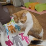 고양이 간식 얻어먹기 스킬(유봉이네)