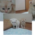 [<b>제르</b>판]<b>제르</b>의 아깽이 시절~