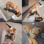 4개월령 이쁜 <b>누렁</b>아가씨 살려주세요ㅠㅠ