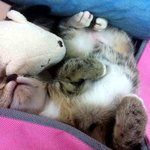 [고양이 자매 2탄] 무한 사랑스러운 뽀찡이네