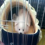 (사진有)여우같은개 스피츠 아강이 3탄