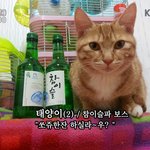 <b>울집</b> 고양이