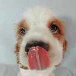 귀여워 깨물어주고 싶은 강아지(아잉)