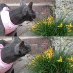 <b>러블</b>상추냥판)고양이풀뜯어먹는소리들어보아용^^