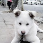 동네<b>개님</b>..