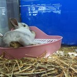 대형할인마트에서 죽어가던 토끼..사진있어요