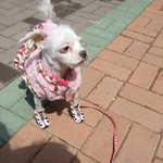 강아지를 찾습니다(부산,<b>중구</b>)