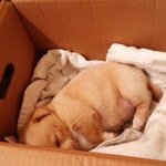 추가)발바리혼합믹스견내똥개