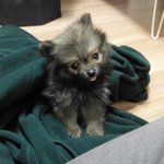 메롱견 <b>포메</b> 토리에요~~^^*