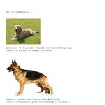 강아지<b>종류별</b>로 성격분석 ㅎㅎㅎ엄청재밌네요 ㅎㅎ