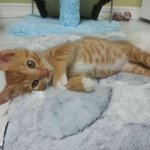 고양이판) <b>용식</b>이와 영순이