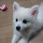 우리집 똥깨 <b>미르</b> ♪ (2)