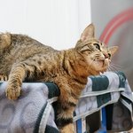 (<b>애묘</b>톡) 콩나루쿤이네 가족 소개하기 ~ ''