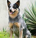 3- 강아지들 아이큐 순위!!