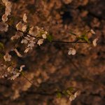 2013.<b>spring</b> ... 여의도