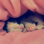 [냥이]우리집 막내 똥꼬~