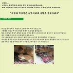 고양이들 엄마 <b>누렁</b>이 사연