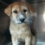 믹스견과 푸들이랑 동거중