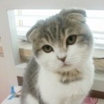 내 여자에겐 따뜻한 고양이 마루자랑. 사진많음!