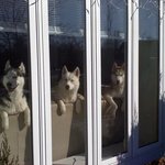 광합성 같이하개