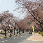 4월의 <b>경주</b> 대릉원풍경