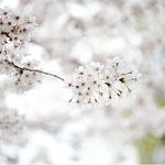 봄꽃여행을 위해 sk엔크린에서 주유하고 세탁세제도 받으세요!