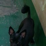 <b>방탈</b>)도와주세요.. 강아지를 찾습니다..