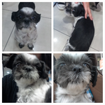 서울 사당동에서 시<b>츄</b>를 주웠어요( 주인 찾았어요)