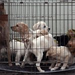 어린 날 장터에서의 기억. 개고기, 좋아하십니까?