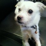 나지금 동생 패러갑니다