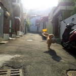 골든리트리버 <b>순금</b>