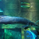 6- 아마존 강에 사는 물고기들