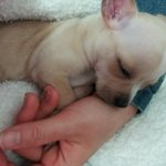 치와와인줄 알고 데려왔던 우리<b>모찌</b>! 알고보니.. mix...