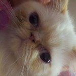 우리집 냥이 "<b>요다</b>"를 소개합니다