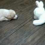 발바리혼합믹스견내똥개 2탄.