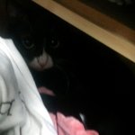 미운 여섯살 세상에서 제일 이쁜 우리집 고양이 반지 ^_^ (사진...